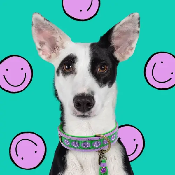 Dog with a Mission Smiley Halsband
